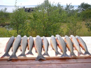 Fiskekort i Tydal
